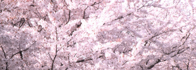 やさしい雰囲気のさくら色、桜の柄のミニ骨壷