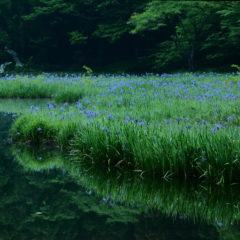 STORY3 母の好きだった花 ”杜若” ～カキツバタ～
