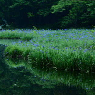 STORY3 母の好きだった花 ”杜若” ～カキツバタ～