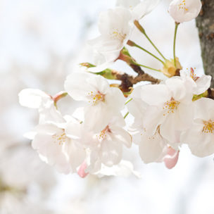 やさしいさくら色、桜をモチーフにしたをミニ骨壷