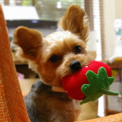 愛犬の命日に、ふと。