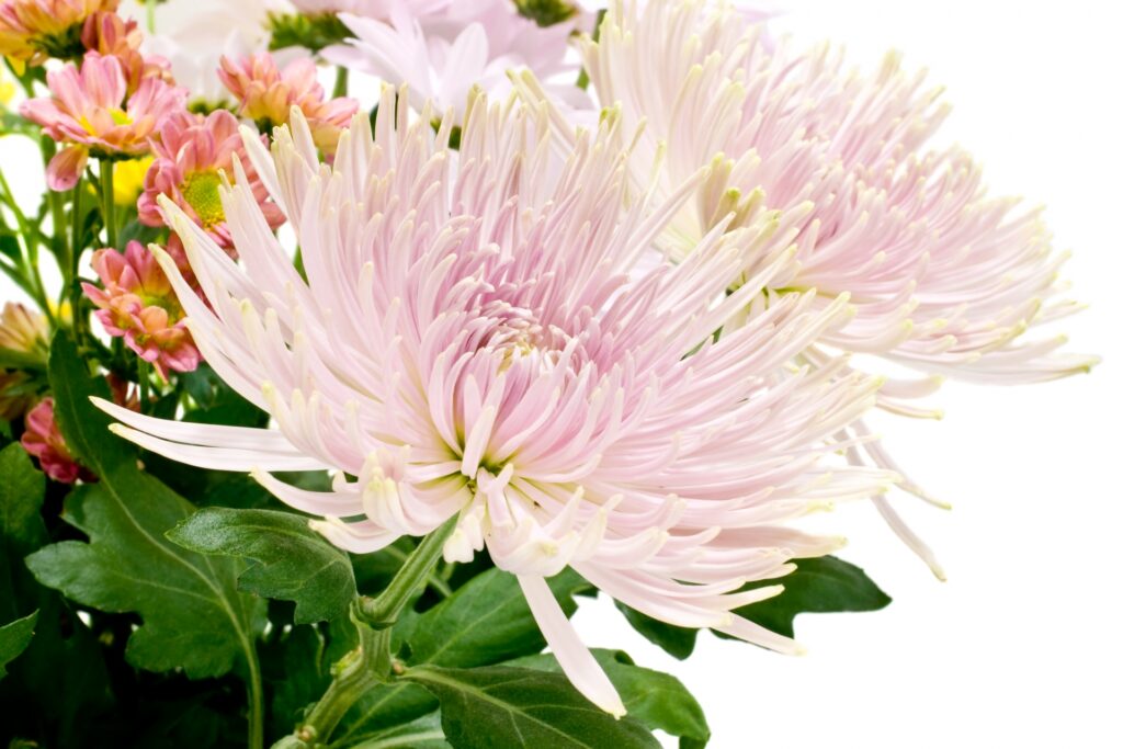 十三回忌の意味