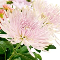 十三回忌の意味とは？法要の準備手順や当日の流れ！マナーも解説